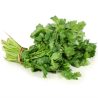 SEMILLAS DE CILANTRO CULANTRO HIERBAS ALIÑOS 2