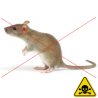 VENENO PARA RATAS