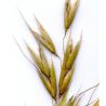 AVENA SEMILLA FORRAJERA