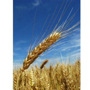 Trigo Semilla Consumo 0.45 kg