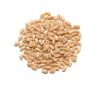 0002avena-forrajera-incorporar-al-suelo-vicia-trigo-cebada-alimento-ganado-vacas-nitrogeno-2-ryegrass-cervecera-trigo-harina-molino-granos