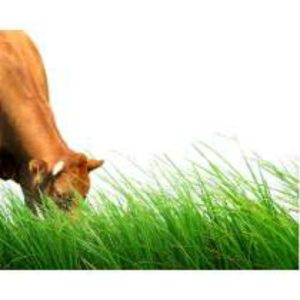 Pasto Semillas Ryegrass 2 la cobacha