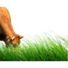 Pasto Semillas Ryegrass 2 la cobacha
