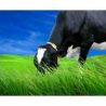 Pasto Semillas Ryegrass la cobacha
