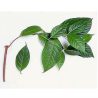 ayaguasca_en_hoja_lacobacha_2