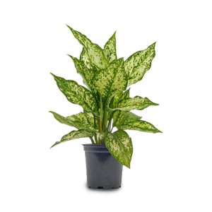 Planta Artificial Decorativa FX-11-16-4 Hogar