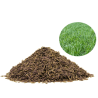 ryegrass